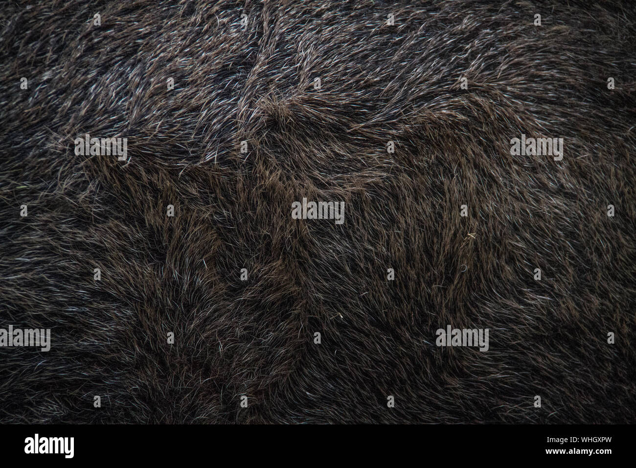 Full Frame Shot Of Wild Boar Stock Photo