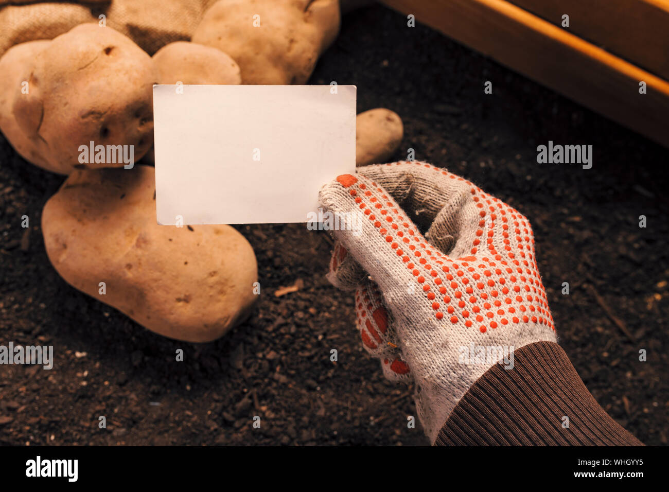 Organic potato farmer holding blank business card mock up above freshly harvested pile of tubers Stock Photo