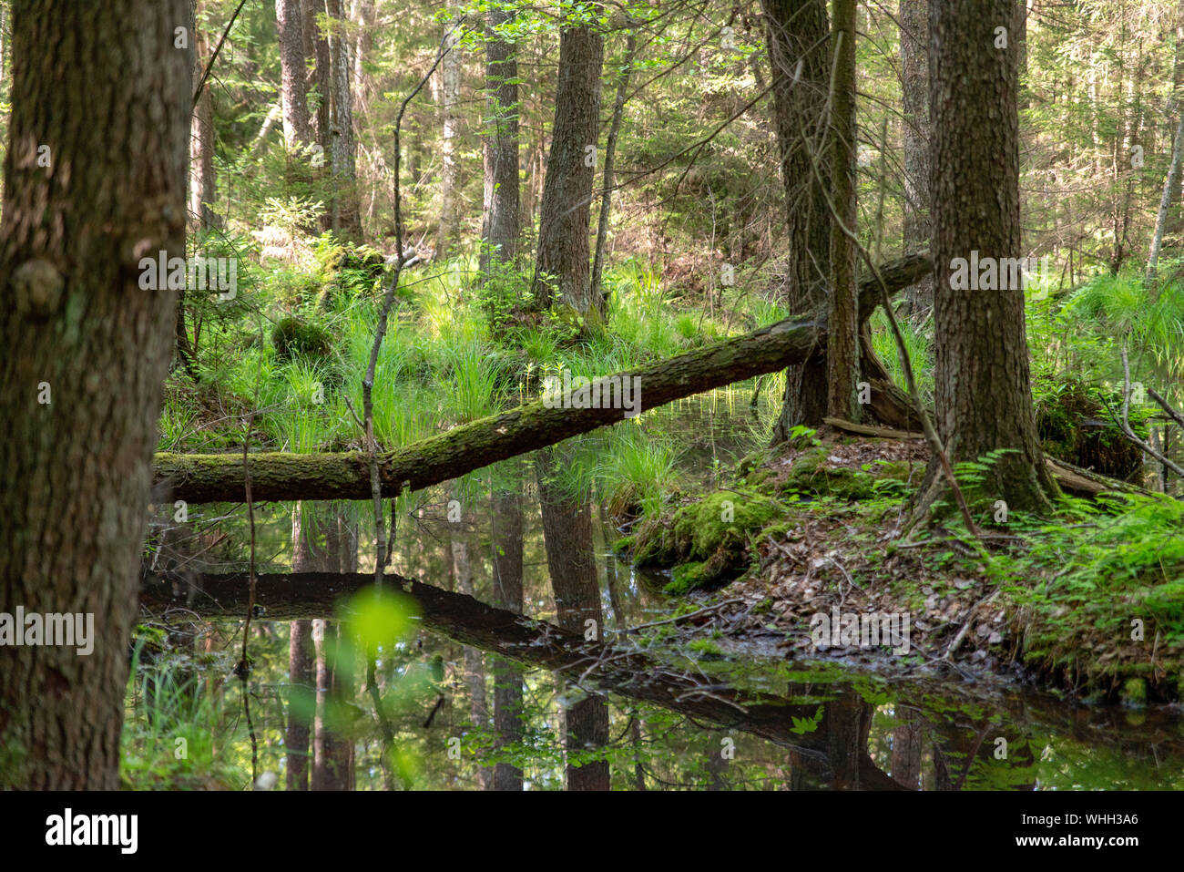Forest Inaccessible Wetlands in the wilderness, inaccessible terrain, trees growing out of ...