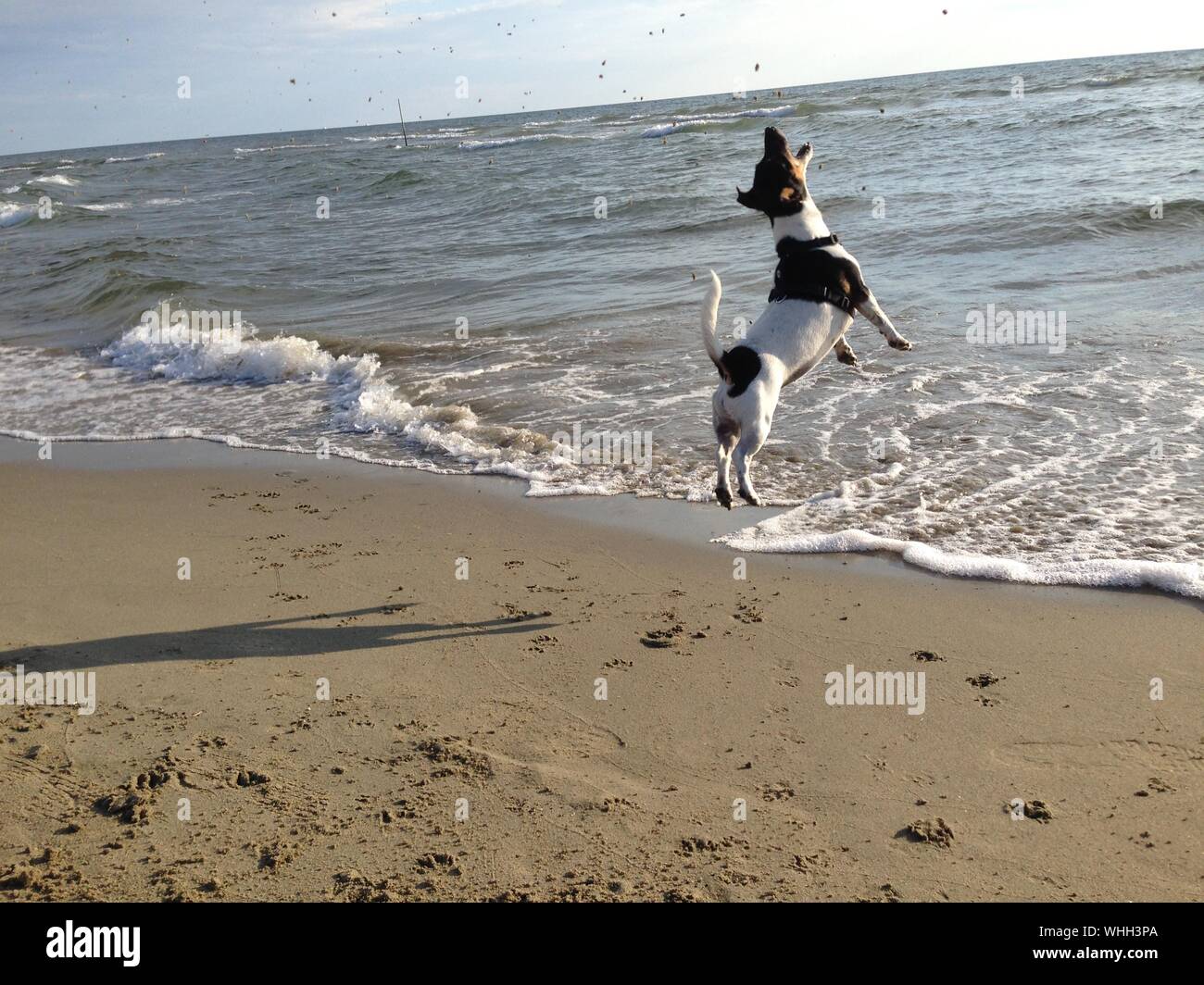 Dog Jumping On Shore At Beach Stock Photo Alamy