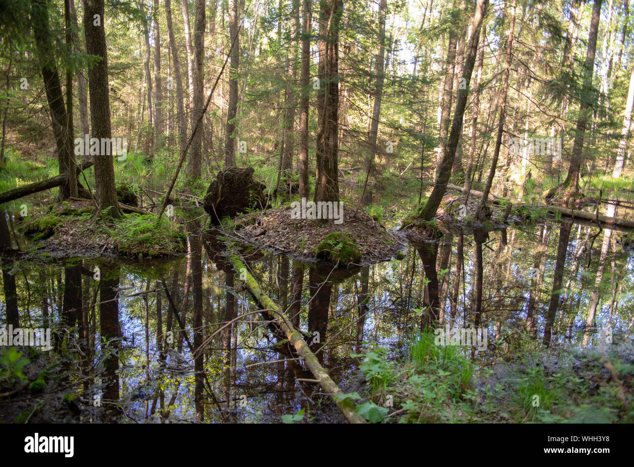 Forest Inaccessible Wetlands in the wilderness, inaccessible terrain, trees growing out of ...
