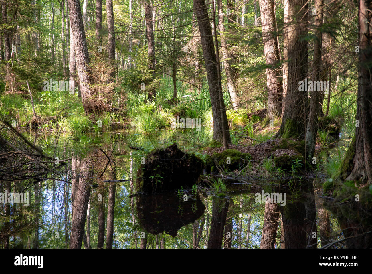 Forest Inaccessible Wetlands in the wilderness, inaccessible terrain, trees growing out of ...