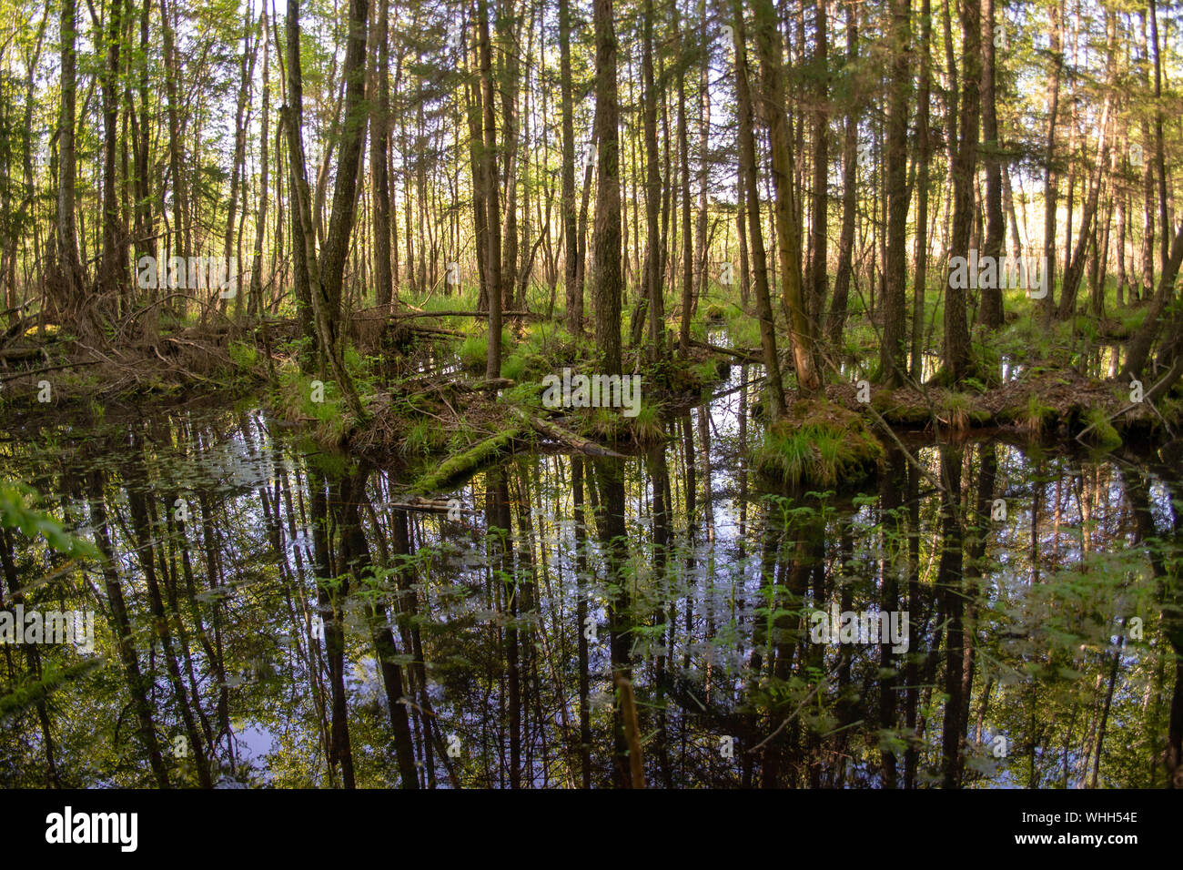 Forest Inaccessible Wetlands in the wilderness, inaccessible terrain, trees growing out of ...