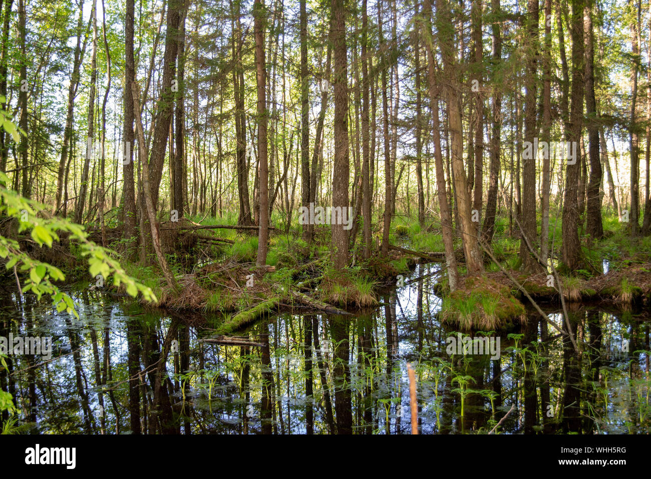 Forest Inaccessible Wetlands in the wilderness, inaccessible terrain, trees growing out of ...