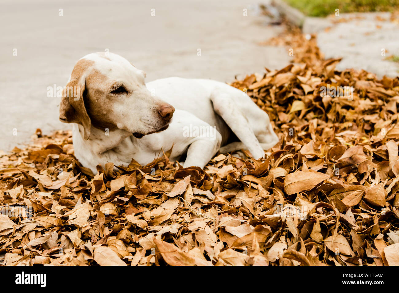 Beautiful view of Why Do Indoor Dogs Eat Dead Lawn Clippings