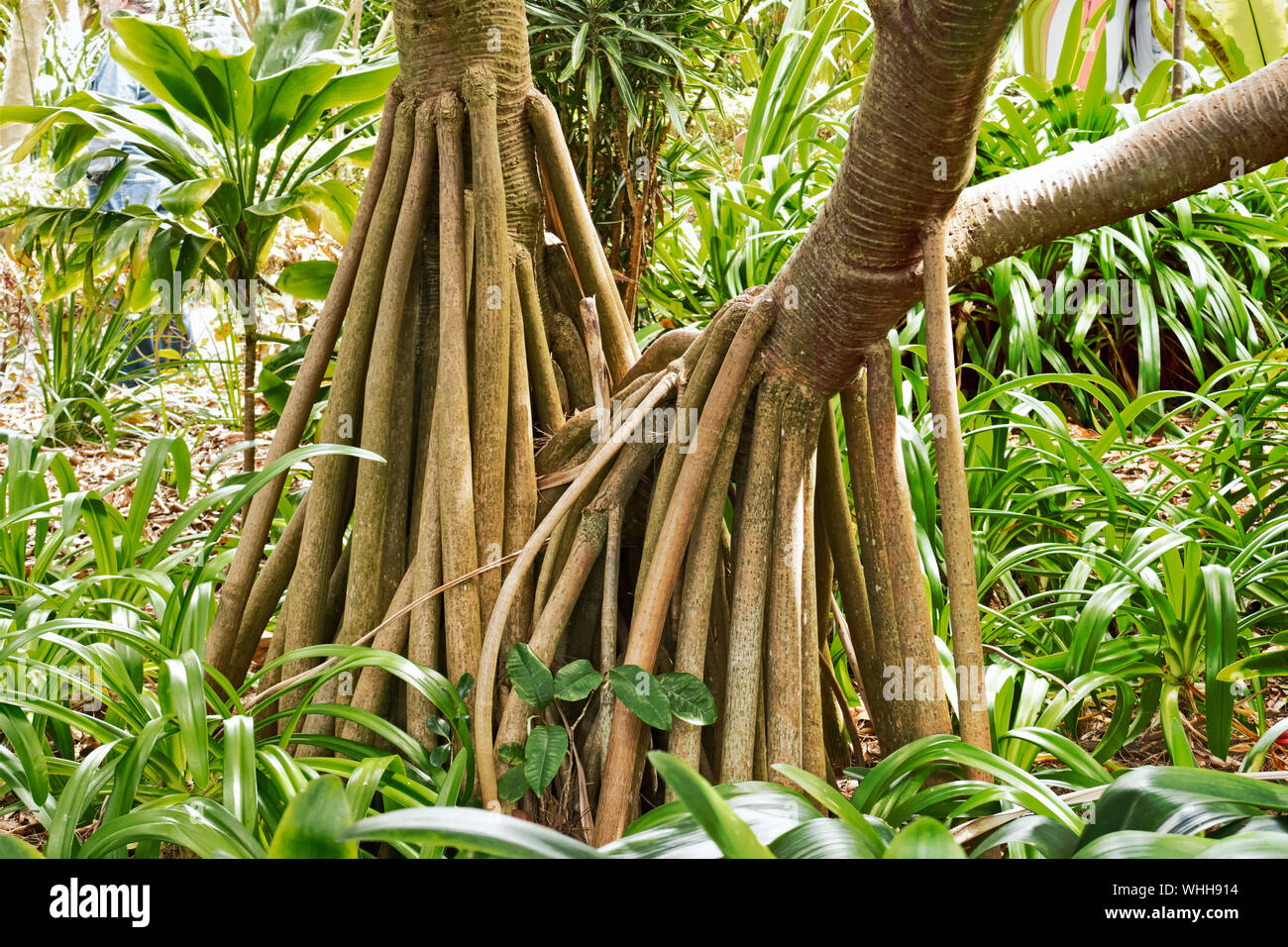 Pandanus trees hires stock photography and images Alamy
