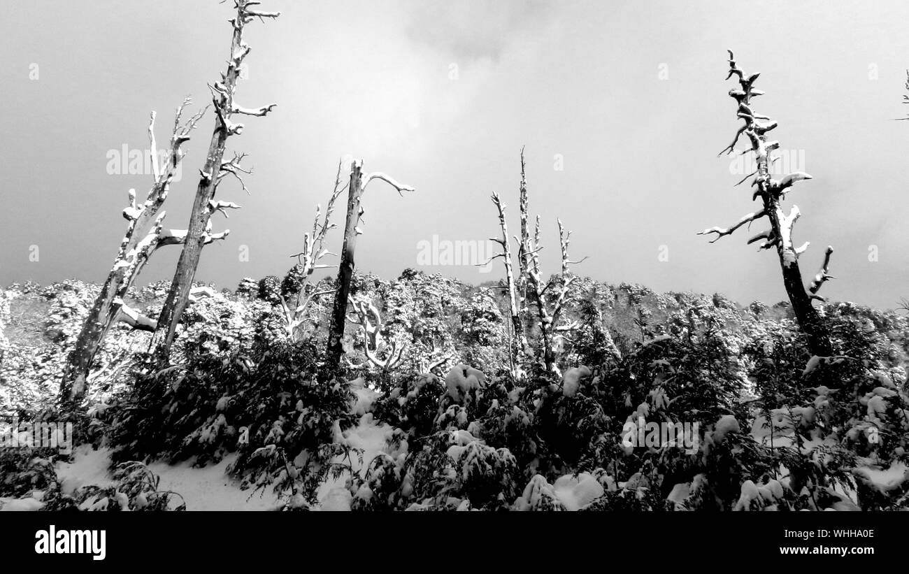 Vertical shot of snowy trees and plants under a cloudy sky in black and white Stock Photo