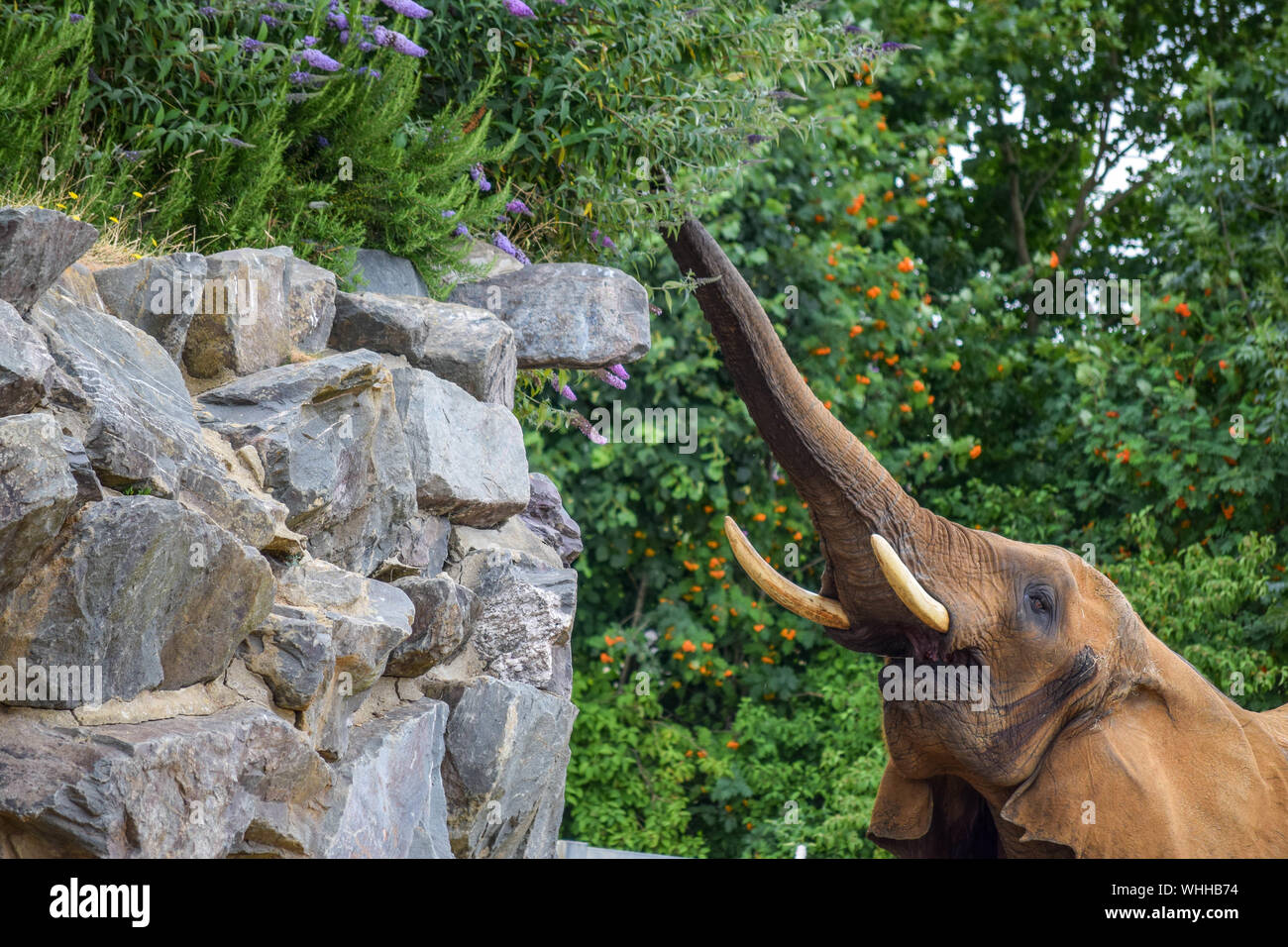 Elephant Trunk Reaching Towards Tree Stock Photo - Alamy