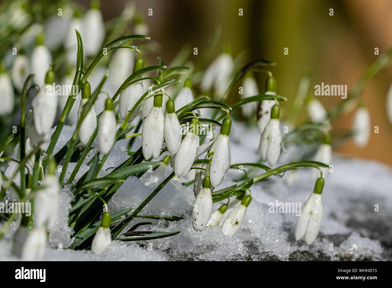 Snowdrops (UK) in the snow. Stock Photo