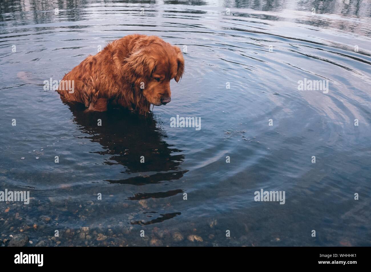 Dog In Shallow Water Stock Photo