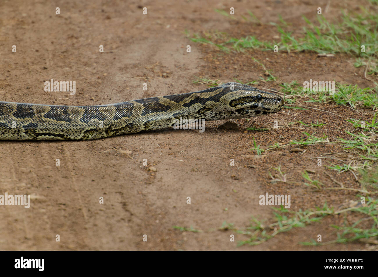 Rock python, Python sebae, Boidae, Nairobi, National Park Kenya, Africa ...