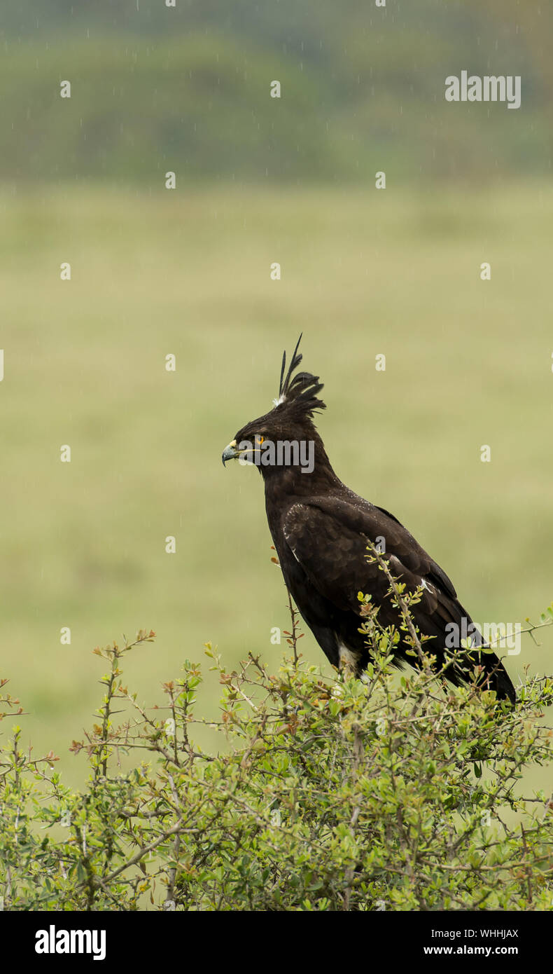 Longcrested Eagle, Lophaetus occipitalis, Accipitridae, Nakuru Lake