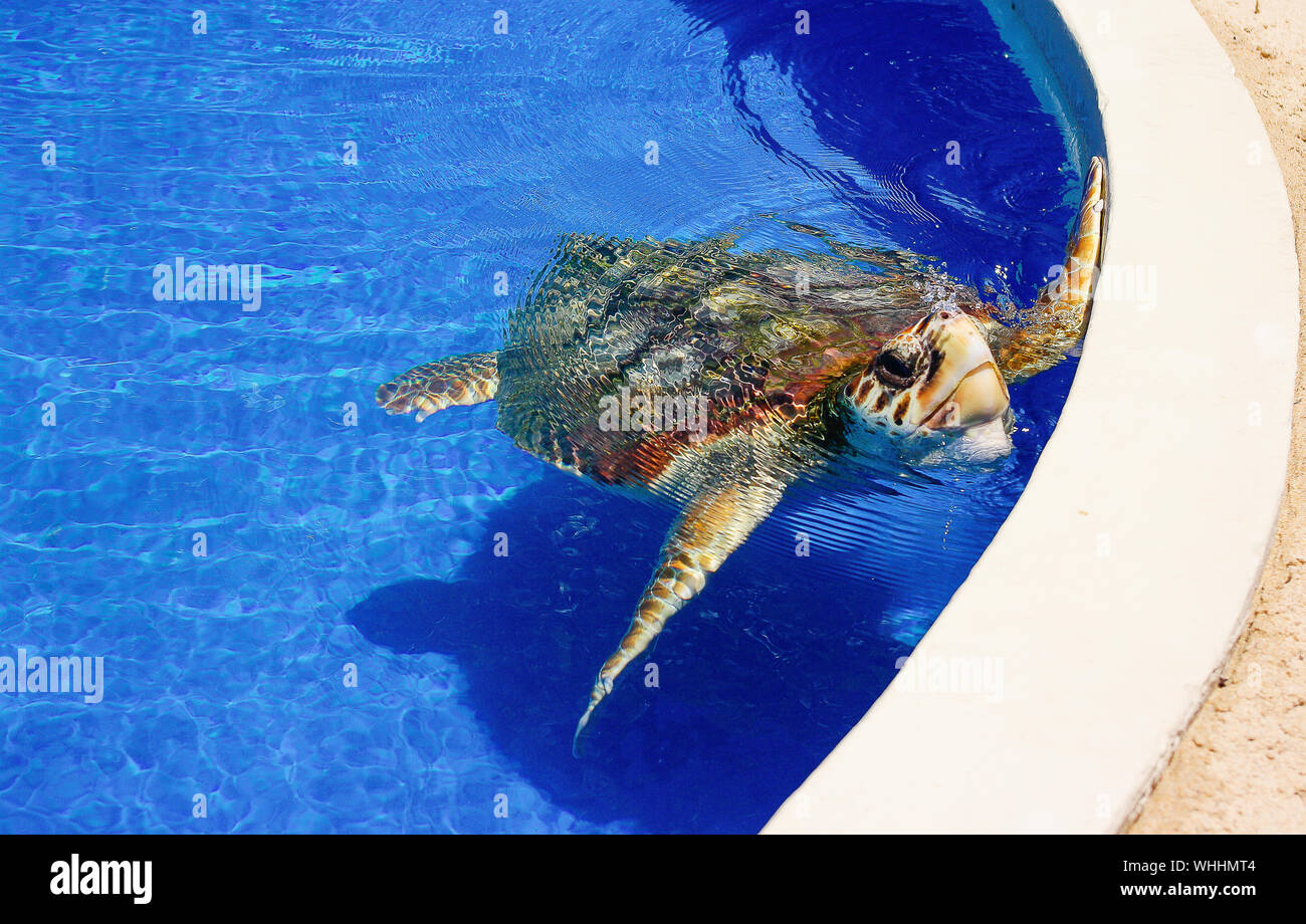 Turtle swimming pool hi-res stock photography and images - Alamy