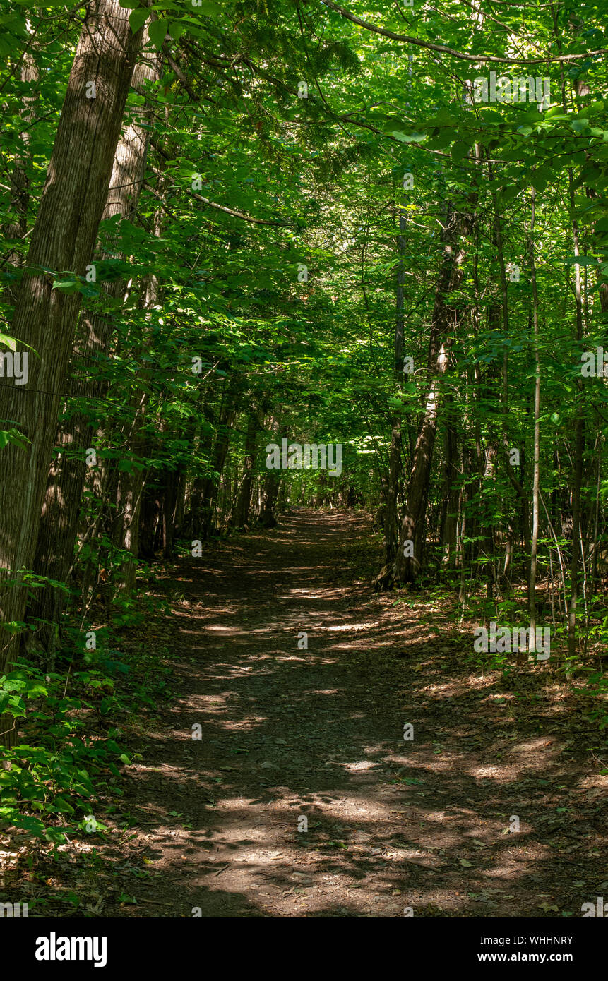 trail in the forest with full canopy of trees Stock Photo