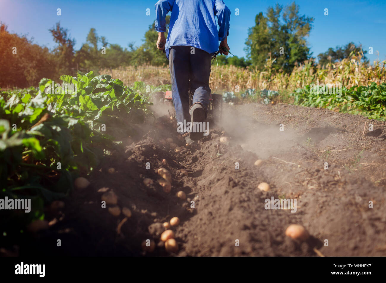 Farmer driving small tractor for soil cultivation and potato digging. Autumn harvest potato picking. Gathering fall crop in countryside Stock Photo