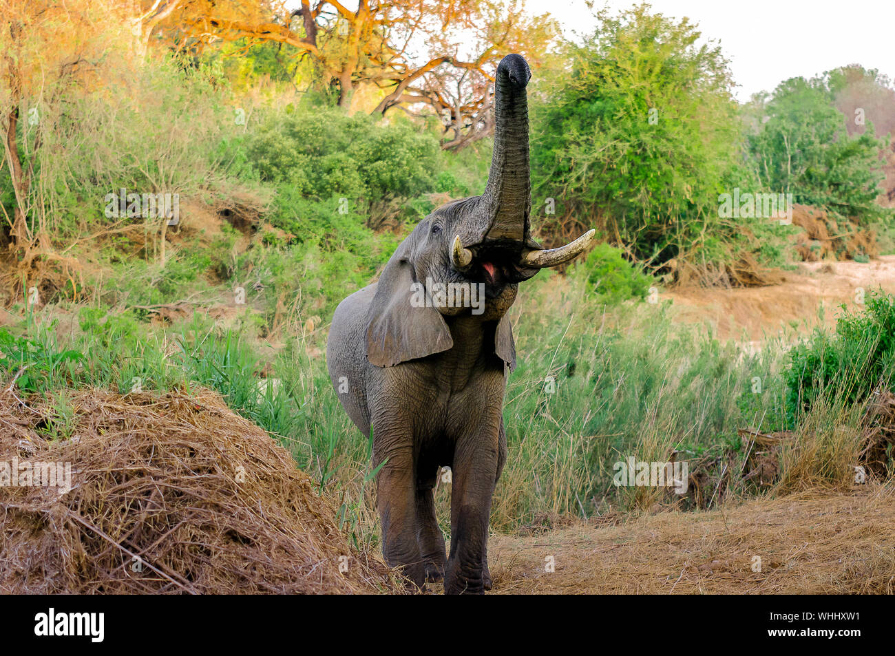 Young Elephant Walking On Field Stock Photo