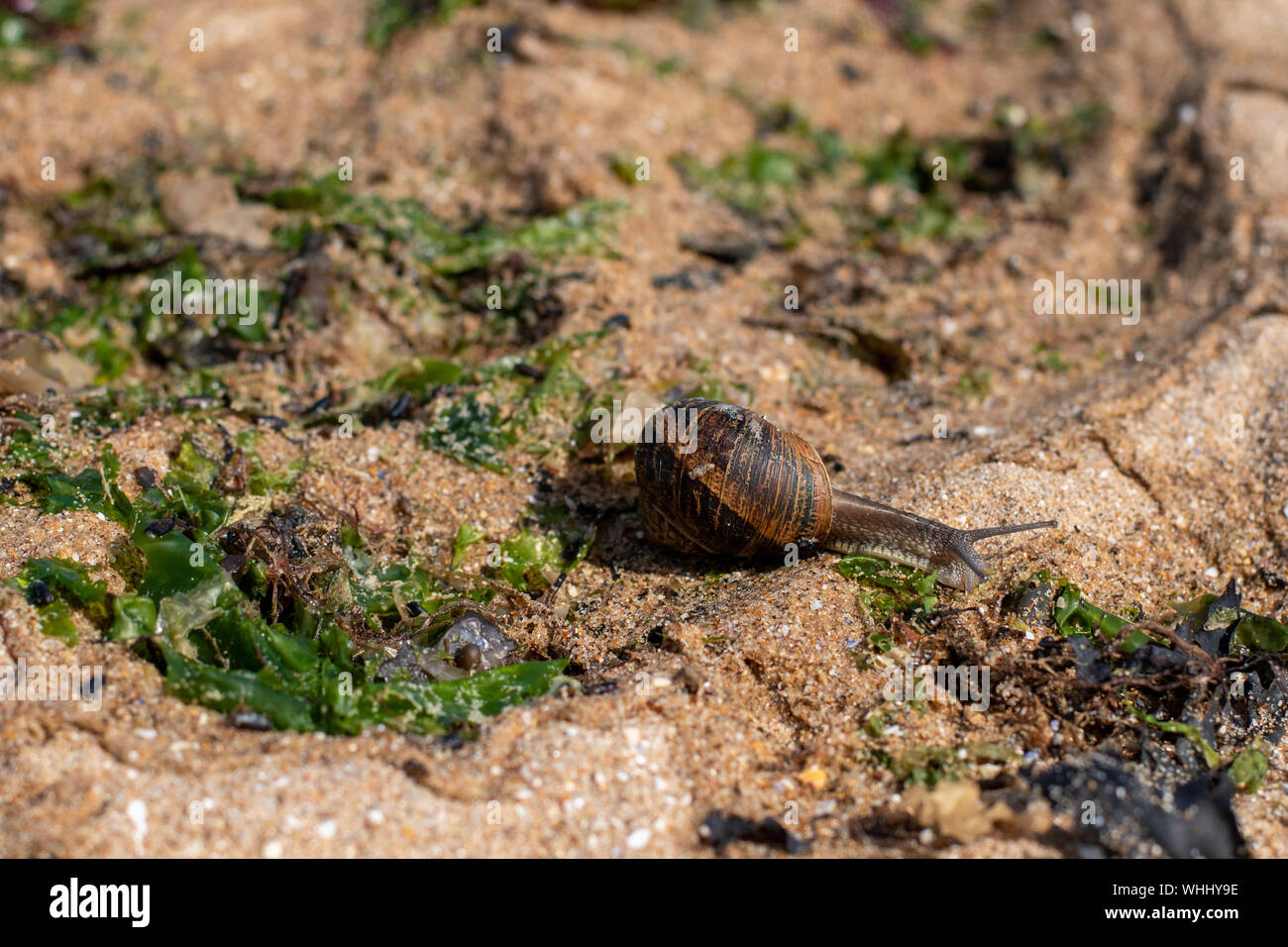 Sea snail on the British coast - beach near Margate in Kent Stock Photo