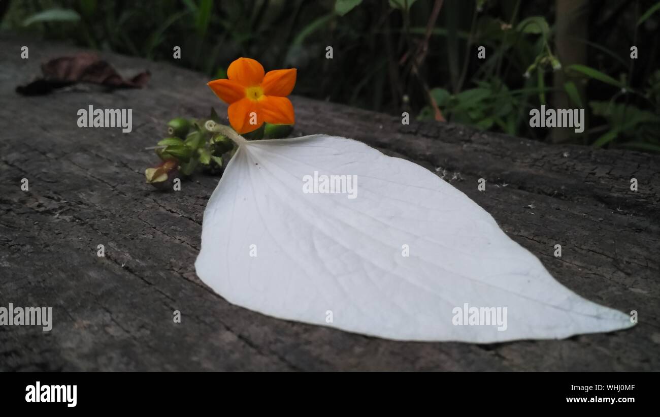 Close-up Of White Leaf By Orange Flower On Wood Stock Photo