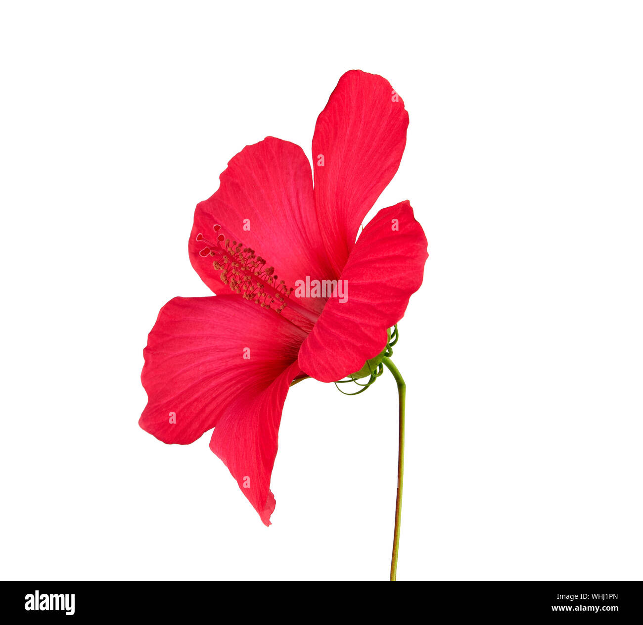 red blooming hibiscus side view, flower isolated on white background , close up Stock Photo