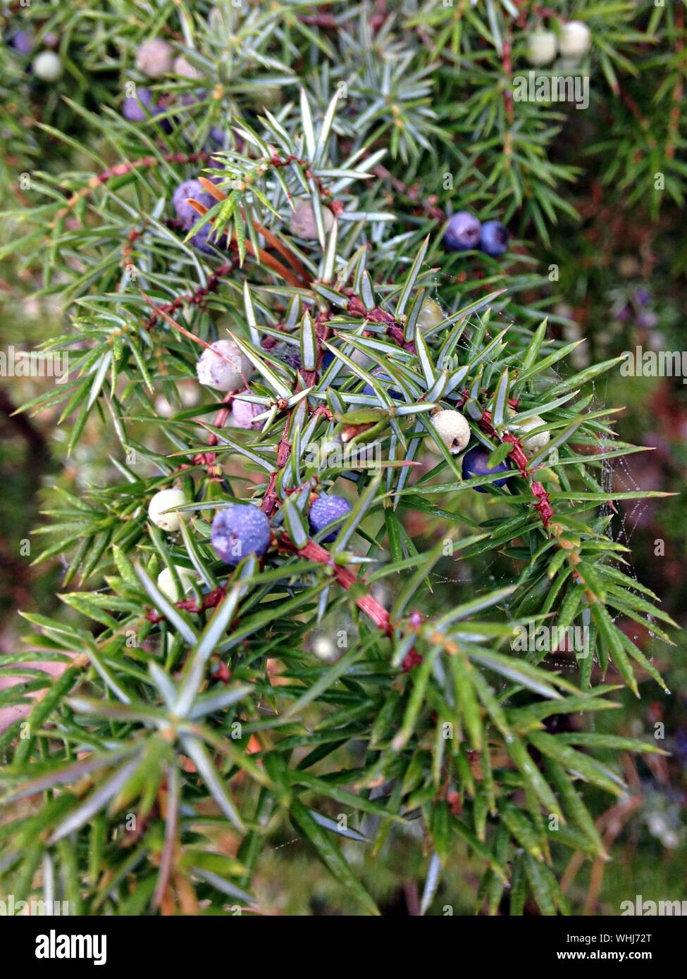 Pine Tree Fruit High Resolution Stock Photography and Images Alamy