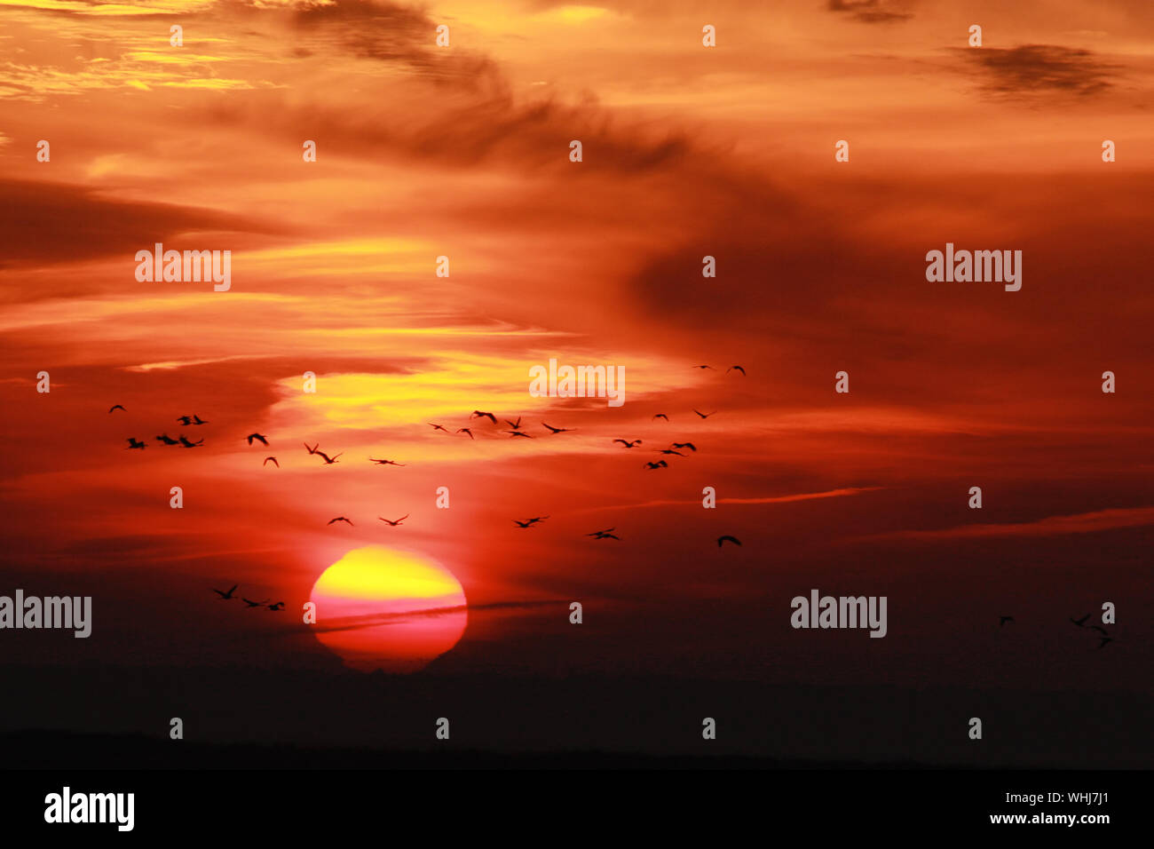 Silhouette Birds Flying Against Sky During Sunset Stock Photo