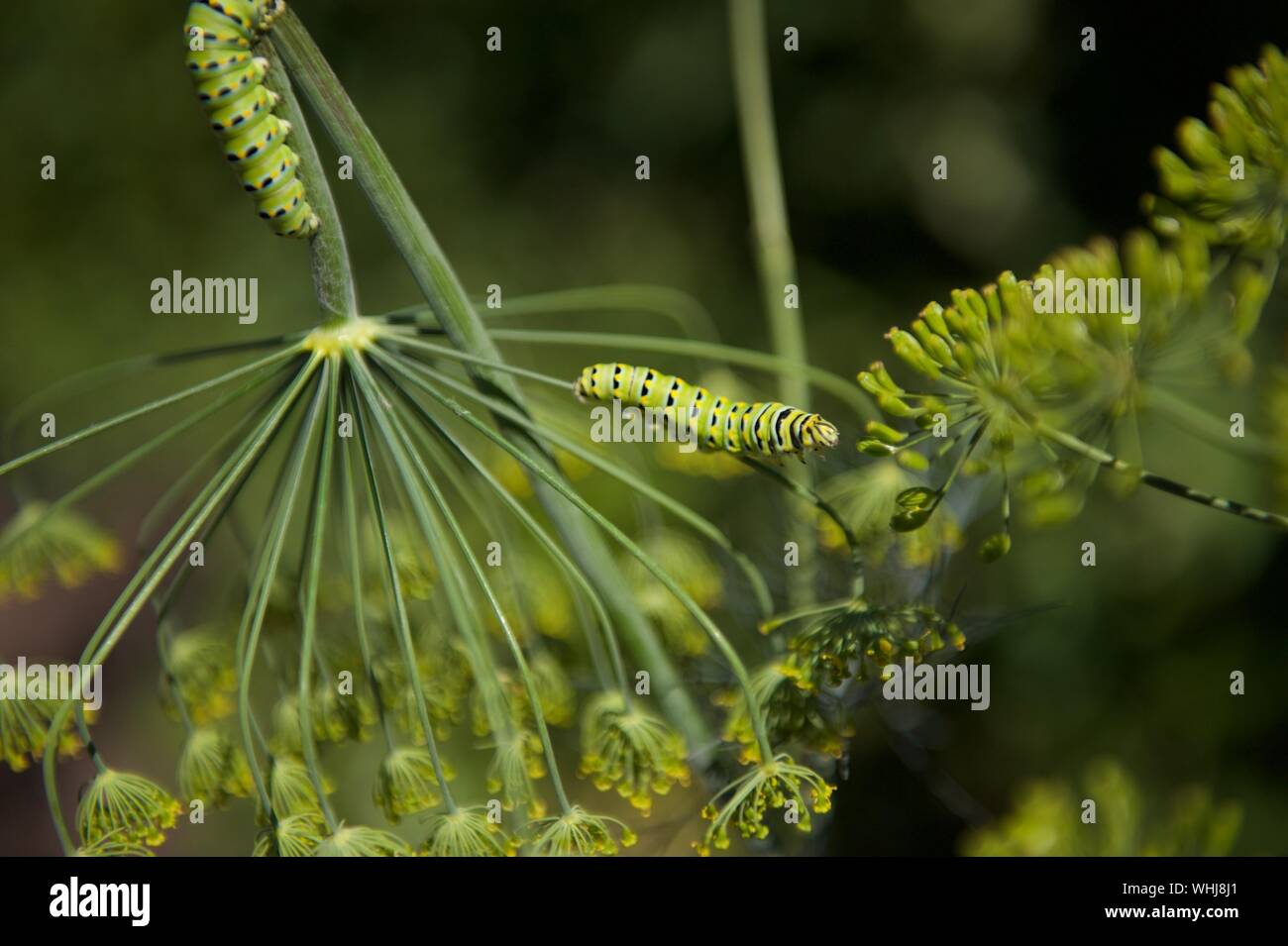 Caterpillars eating hires stock photography and images Alamy