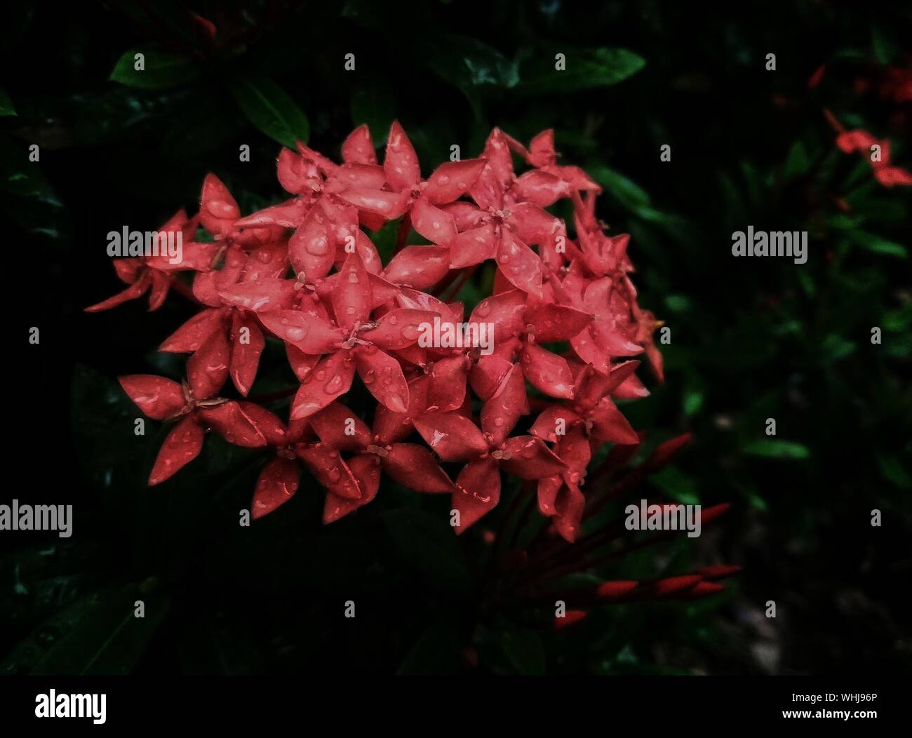 Closeup Of West Indian Jasmine Flowers Stock Photo Alamy