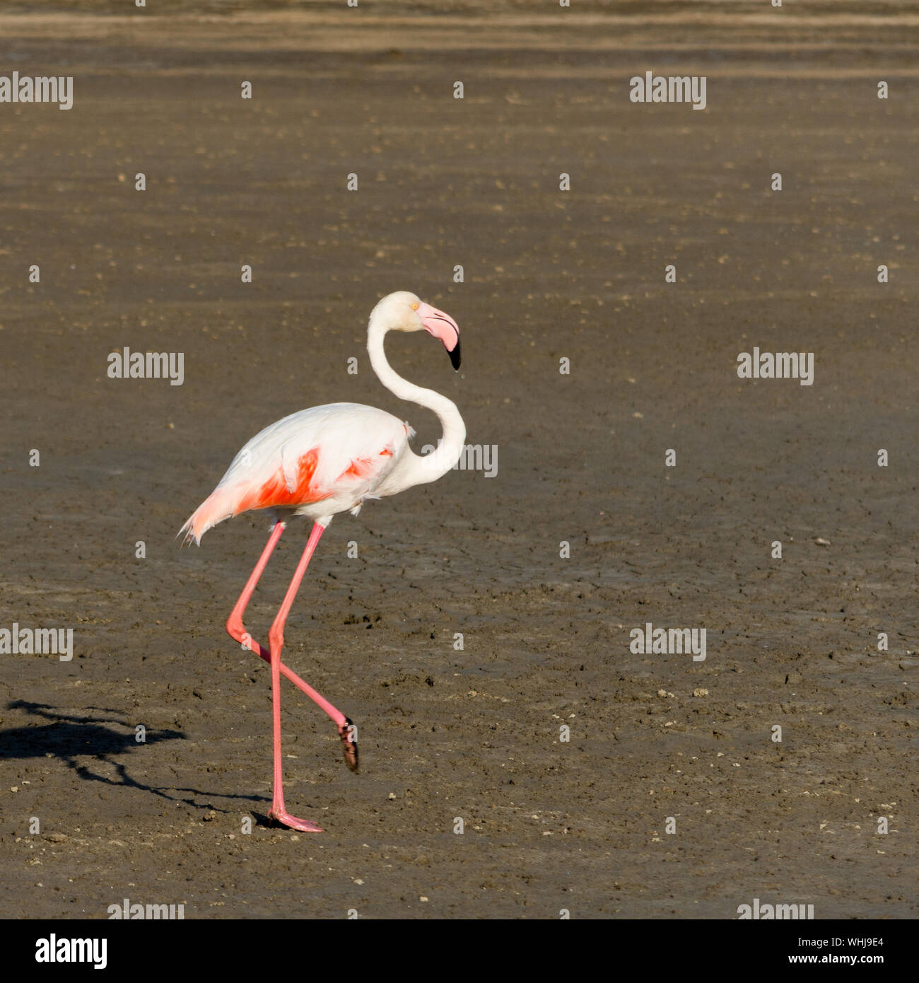 View Of Flamingo On Dried Lake Bed Stock Photo