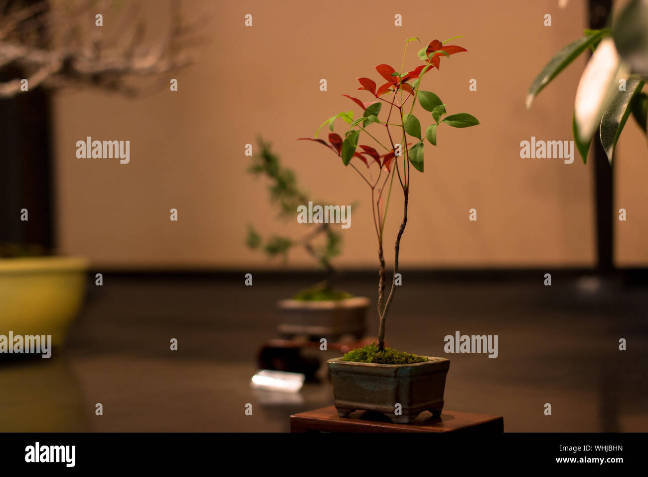 Bonsai Tree Business High Resolution Stock Photography And Images Alamy