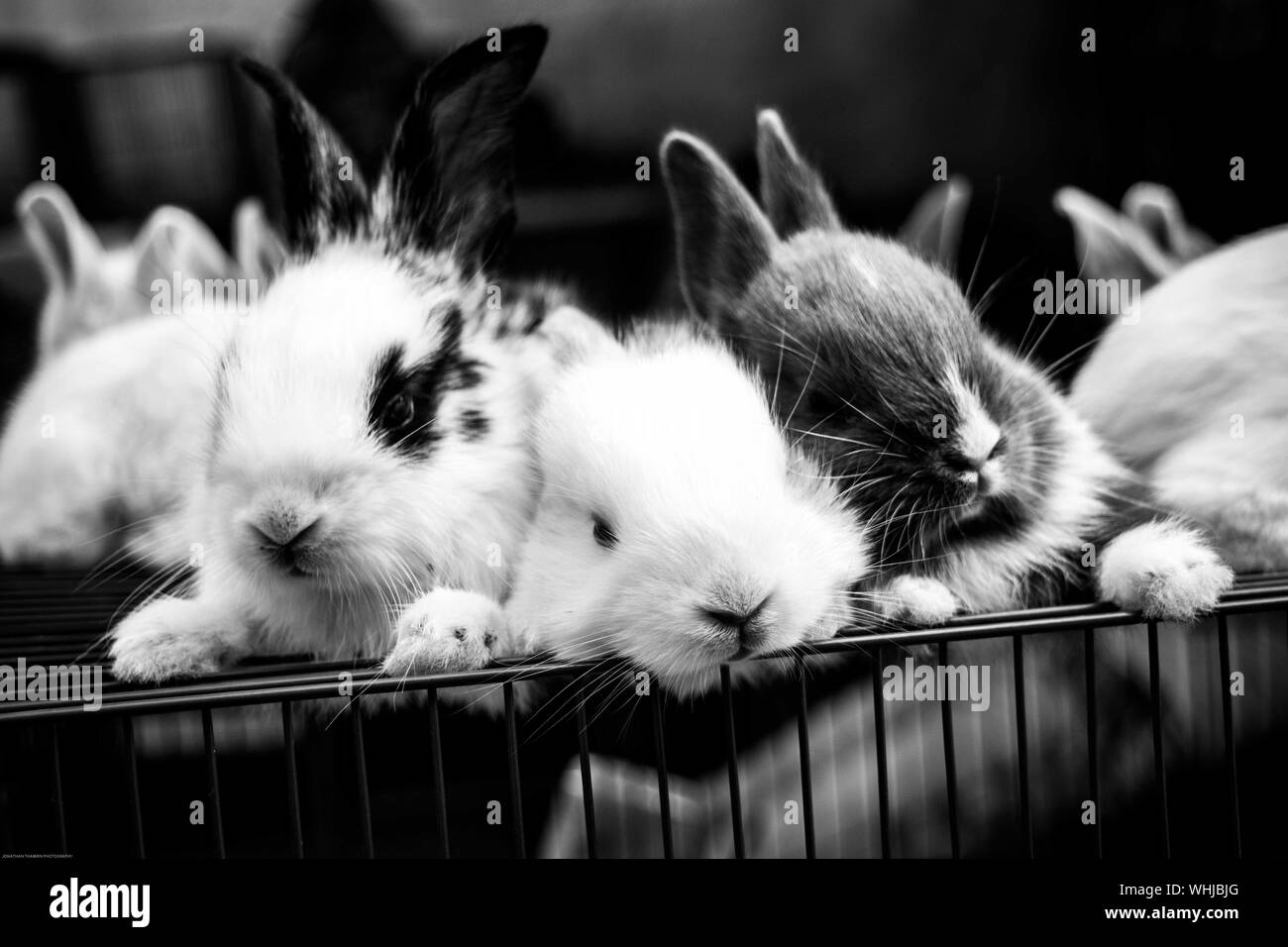 Rabbits group Black and White Stock Photos & Images Alamy