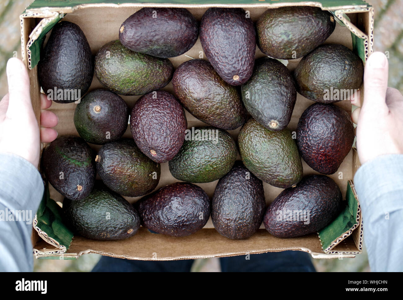 Avocados Box High Resolution Stock Photography And Images Alamy