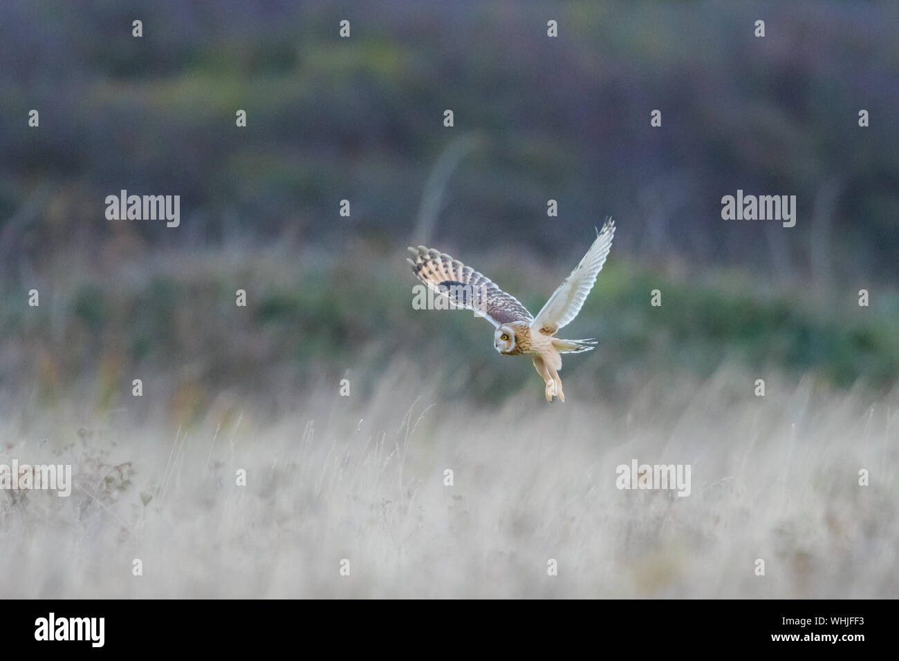 Short eared owl, hunting at Portland Bill, Dorset, wings in V, feet down. Stock Photo