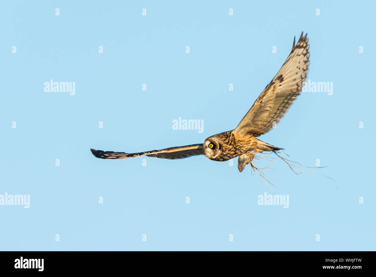 Short eared owl, hunting at Portland Bill, Dorset, carrying prey. Stock Photo