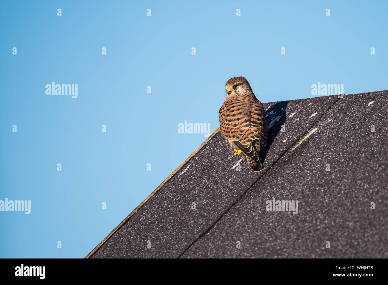 Common kestrel perched on a shed roof against a blue sky Stock Photo