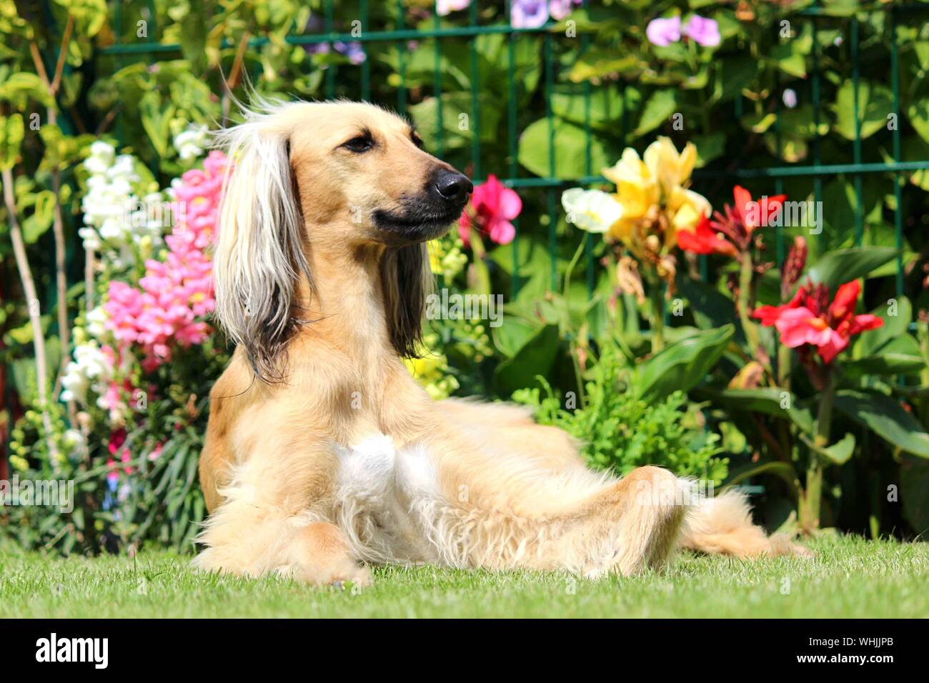 Sighthound Resting In Garden Stock Photo