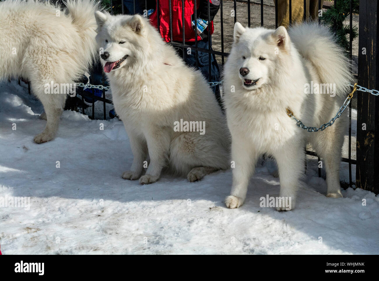 White Dogs Relaxing On Snowcapped Field Stock Photo