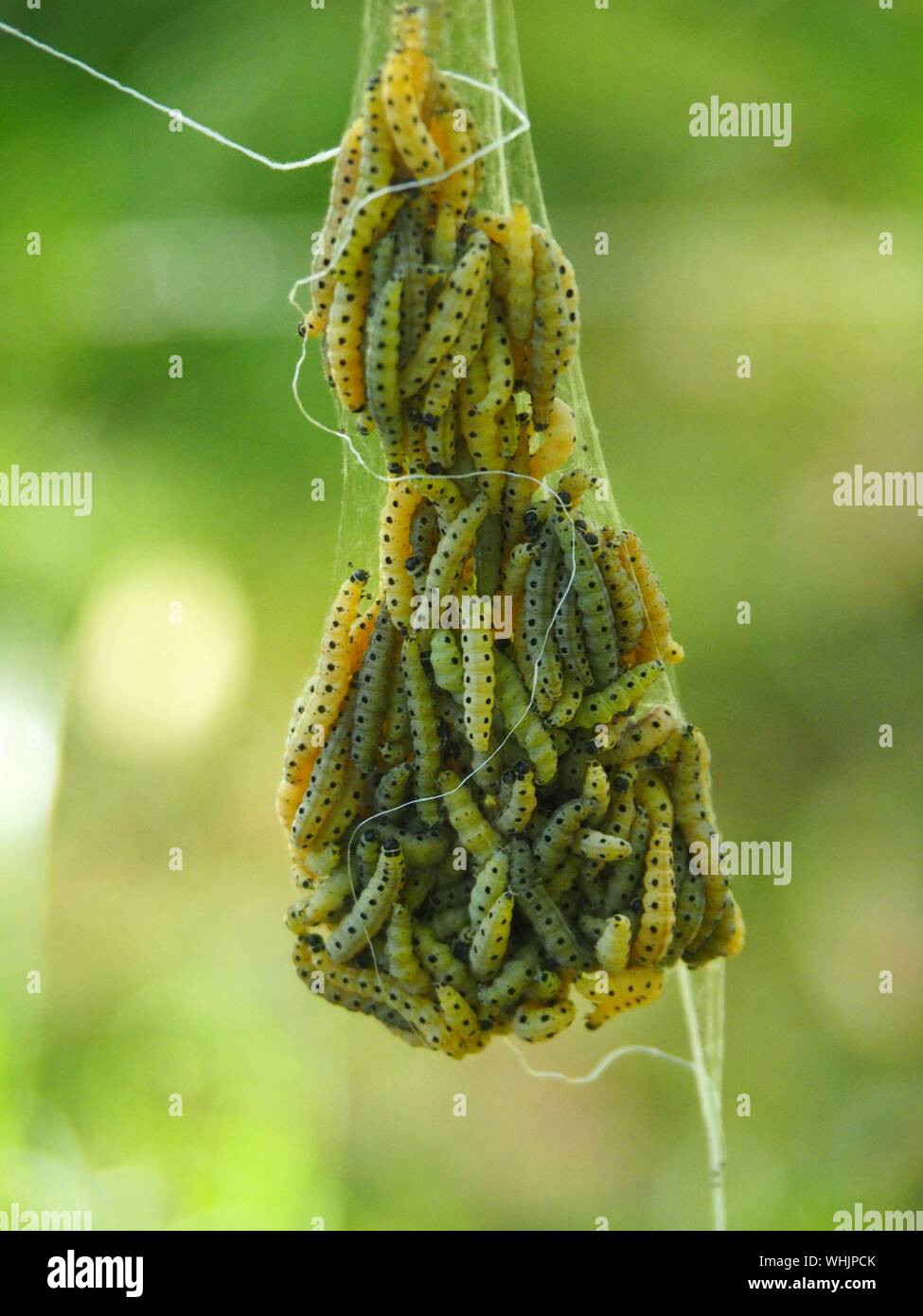 Web caterpillar hi-res stock photography and images - Alamy