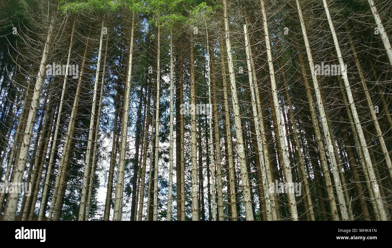 Tall growing trees hi-res stock photography and images - Alamy