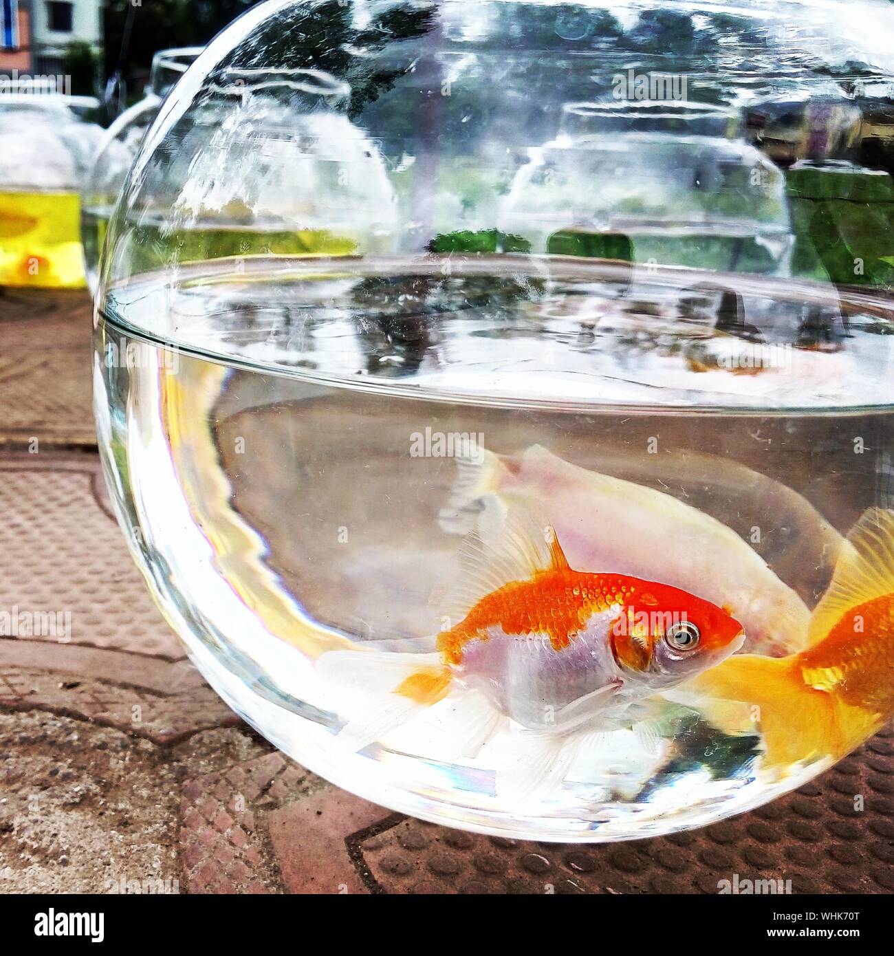 Fishbowl Fish High Resolution Stock Photography and Images Alamy