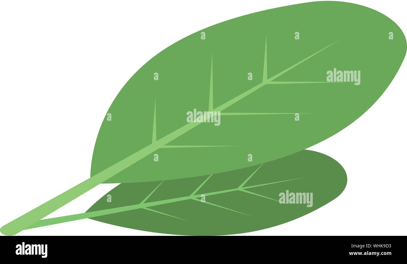 Cocoa leaf icon, isometric style Stock Vector