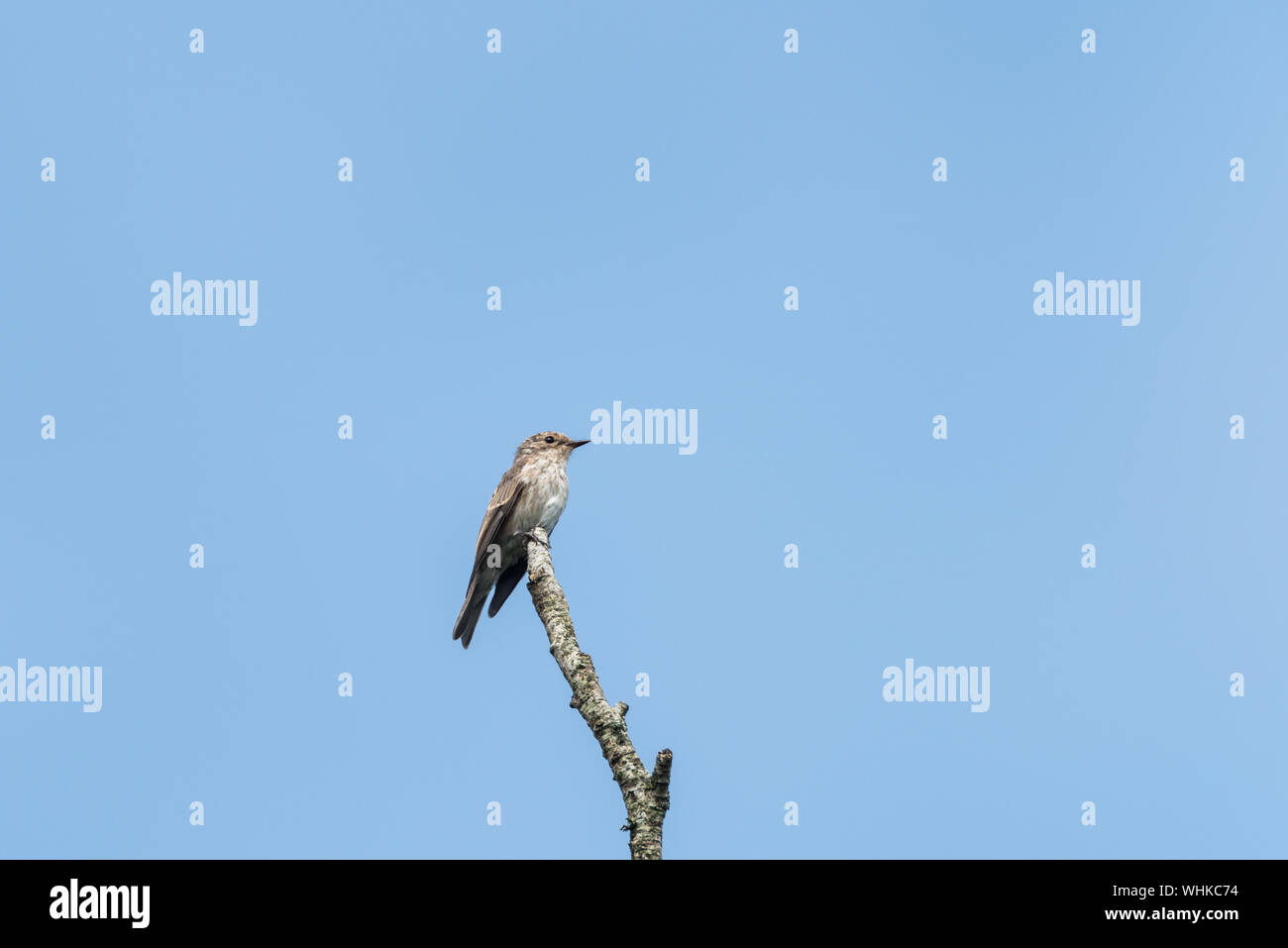 Spotted flycatcher, Muscicapa striata, on tip of branch against blue sky. Stock Photo