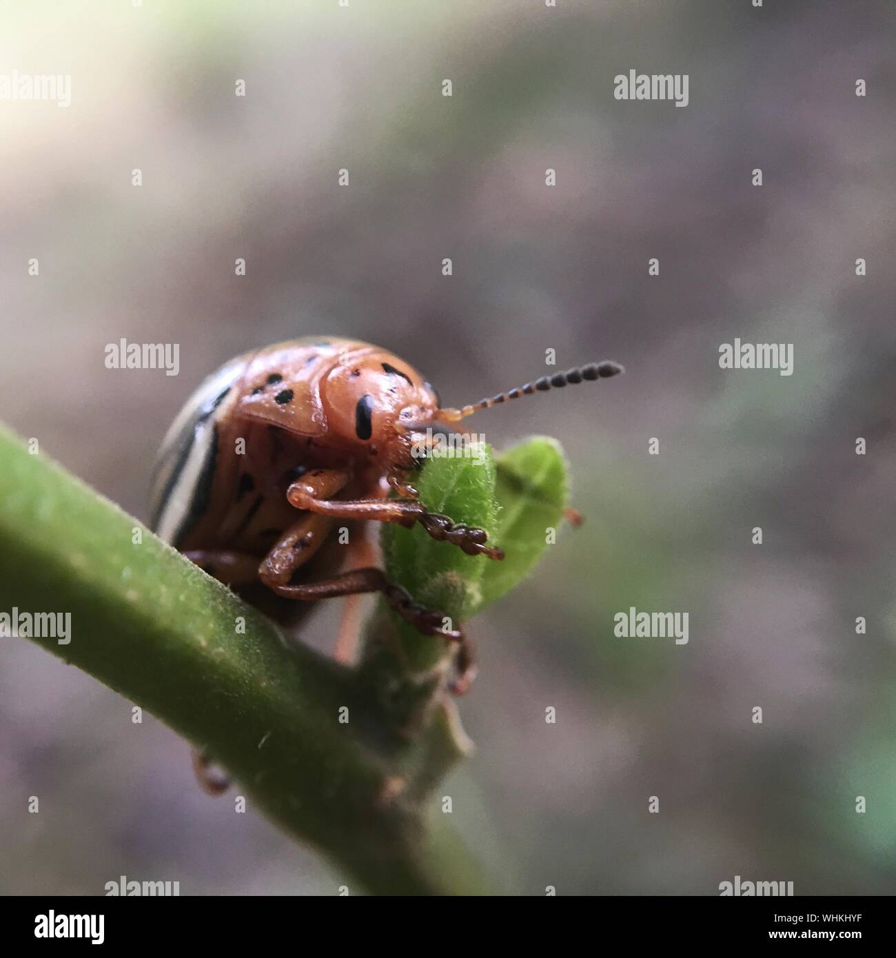 June beetle hires stock photography and images Alamy