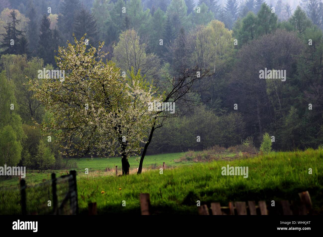 View Of Tree In Farm Stock Photo - Alamy