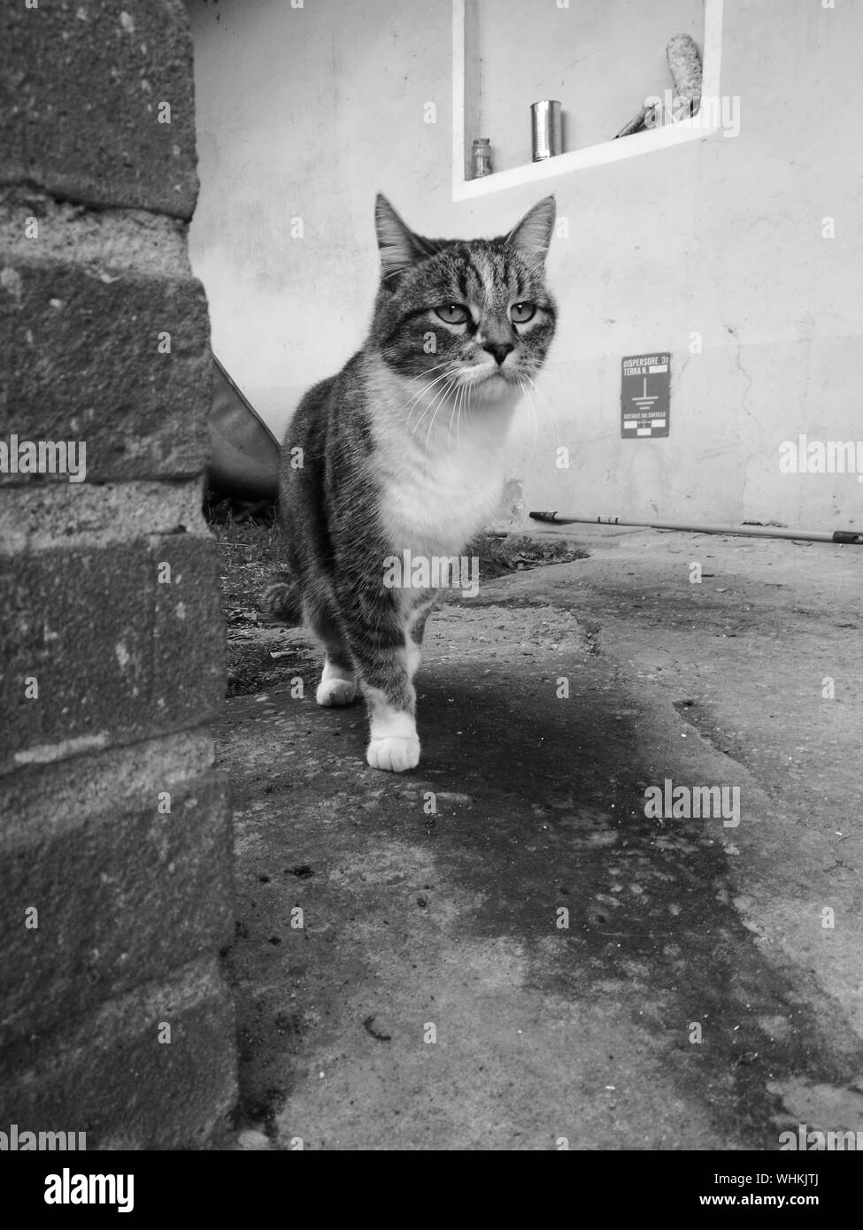Cat Walking On Road Stock Photo Alamy