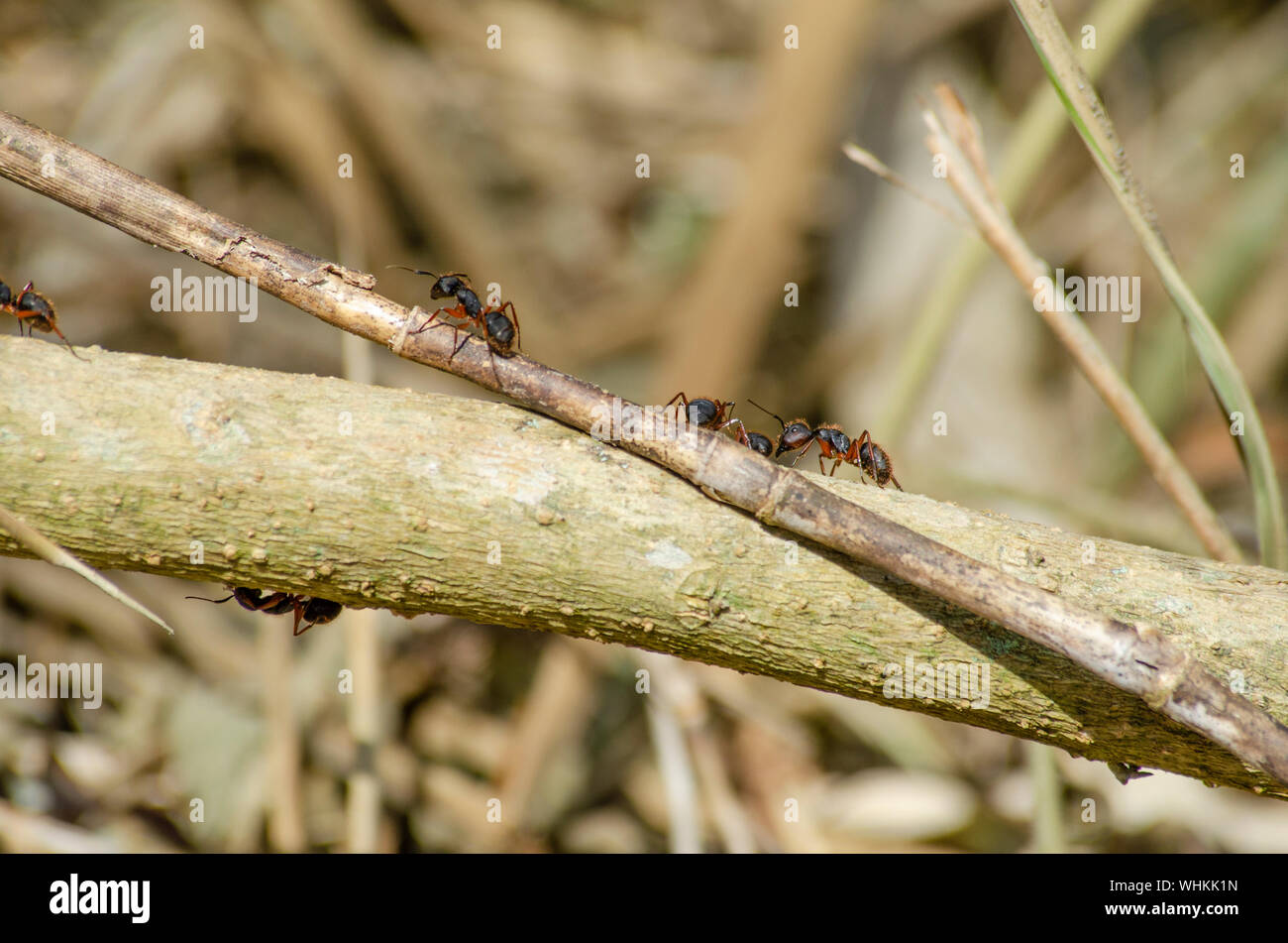 A group of camponotus rufipes, a common type of south american ants, walks on a branch to scouts for damage after a disturbance to their nest. Stock Photo