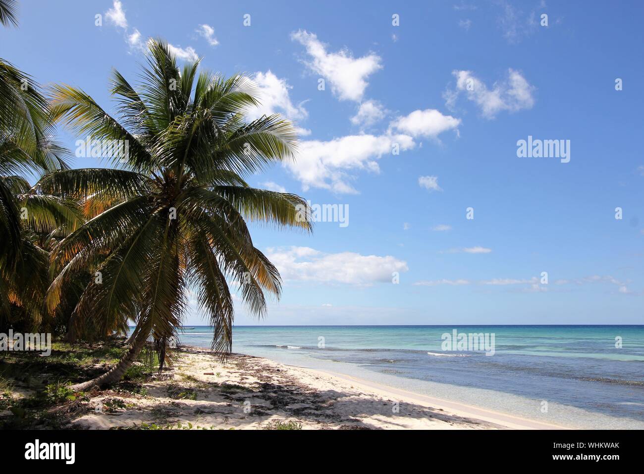Yuma palm trees hires stock photography and images Alamy