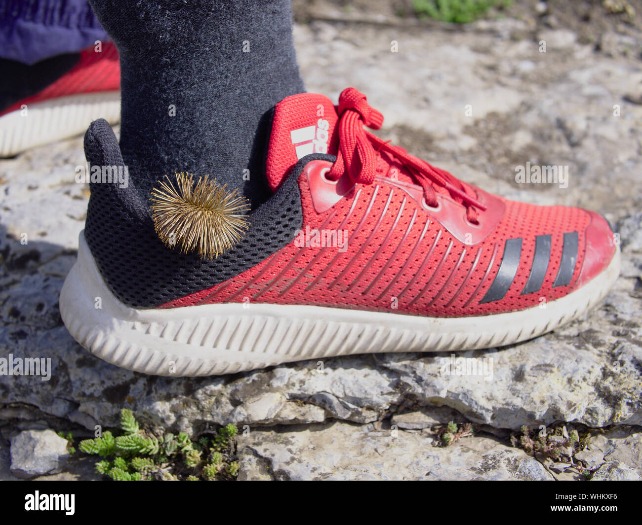 sticky burr burdock on a young boys pair of shiny new red adidas running shoes WHKXF6