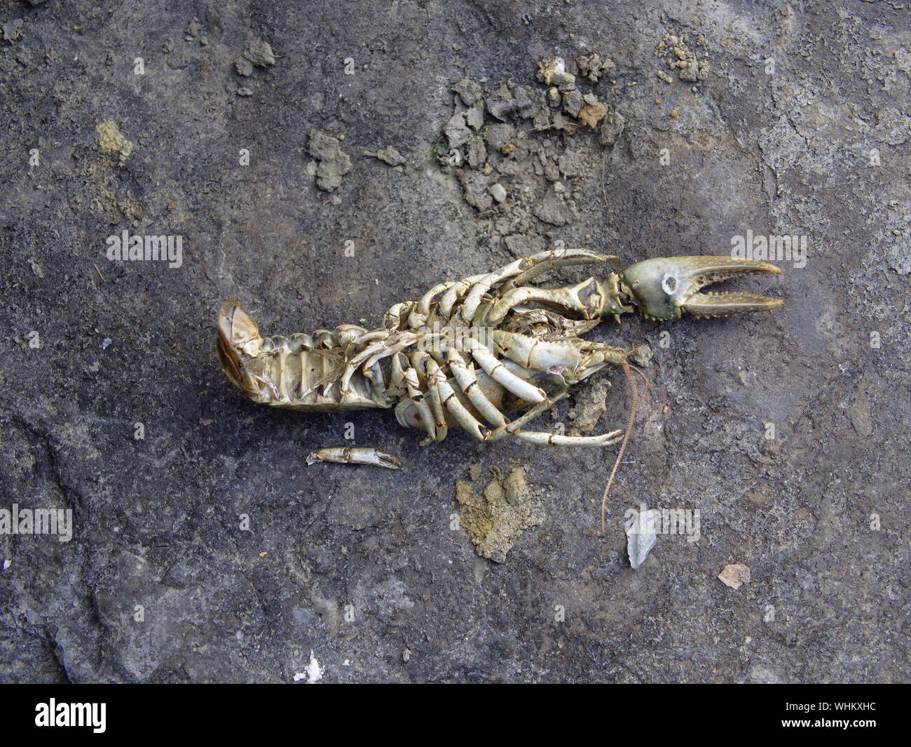 Skeleton of a crayfish (unknown species) lying upside down on a rock with one pincer missing, banks of the Ottawa River, Ottawa, Ontario, Canada. Stock Photo