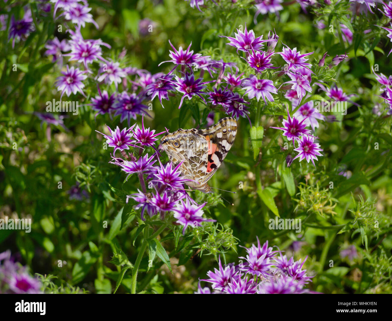 A Painted lady (Vanessa cardui) butterfly on a purple and white Phlox Twinkle Star Flower in Commissioner's Park,  Ottawa, Ontario, Canada. Stock Photo