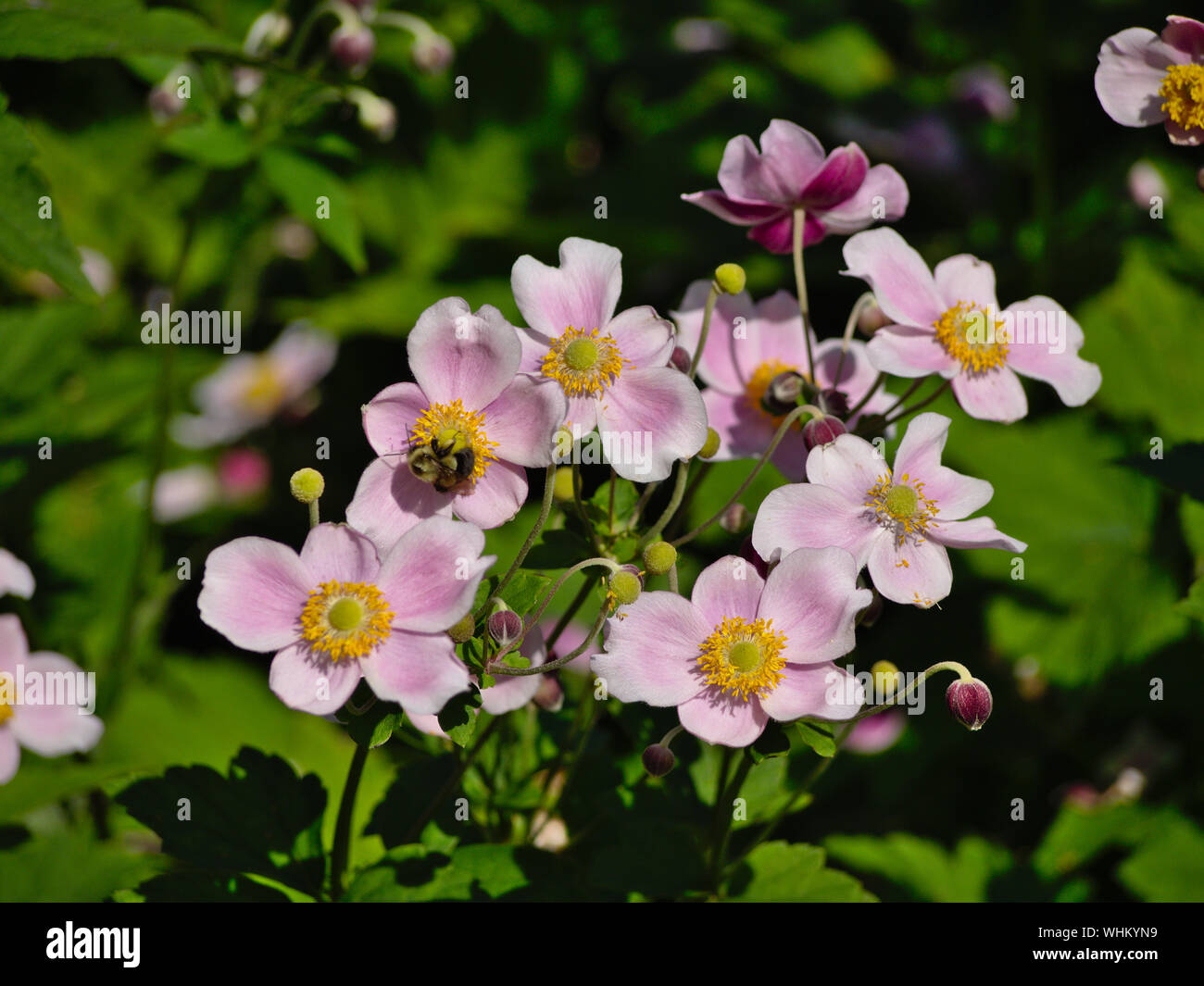 Pink Japanese anemone (Anemone hupehensis) flowers being accosted by bees in the late afternoon summer sun, Ottawa, Ontario, Canada. Stock Photo
